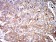 IghA1 Primary Antibody MP31071 [M7D12C5]
