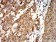 AGR2 Primary Antibody MP31076 [M5G1F8]