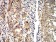 AGR2 Primary Antibody MP31076 [M5G1F8]