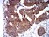TRIM25 Primary Antibody MP31078 [M5B5B12]