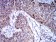 TRIM25 Primary Antibody MP31079 [M5B5B10]