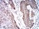 TRIM25 Primary Antibody MP31079 [M5B5B10]
