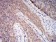 C1QA Primary Antibody MP31108 [M8B5B1]
