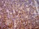 HLA-B Primary Antibody MP31114 [M2G7B10]