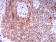 CPV-VP2 Primary Antibody MP31118 [M2G10A3]