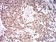 ASH2L Primary Antibody MP31171 [M6B10H10]