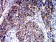 ATPIF1 Primary Antibody MP31272 [M1F3B8]