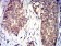 CD100 Primary Antibody MP31316  [M5H6E3]