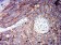 CD166 Primary Antibody MP31344 [M3D9F1]