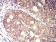 KIR3DL1 Primary Antibody MP31373 [M6D9F6]