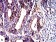 CD107b Primary Antibody MP31377 [M6A10H10]
