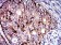 CD107b Primary Antibody MP31377 [M6A10H10]