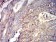 CD44 Primary Antibody MP31427 [M7F4F1]