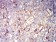 CD44 Primary Antibody MP31428 [M7F4F12]