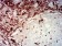 CD45 Primary Antibody MP31446  [M1B9B10]