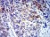 CD64 Primary Antibody MP31458 [M5F5F8]