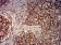 CD46 Primary AntibodyMP31495 [M1A5A5]