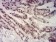 SATB2 Primary Antibody  MP31652  [M7B2C4]