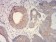 IDH2 Primary Antibody MP31666  [M3E8E9]