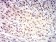 HTRA2 Primary Antibody  MP31676 [M6H7A8]