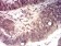 HTRA2 Primary Antibody  MP31676 [M6H7A8]