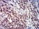 TBP Primary Antibody  MP31682 [M7G11C8]