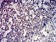 TBP Primary Antibody  MP31682 [M7G11C8]