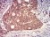 CD130 Primary Antibody MP31685  [M8D4D2]