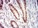 RBBP7 Primary Antibody MP31689  [M2A10C2]