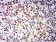RBBP7 Primary Antibody MP31689  [M2A10C2]