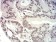 NAGR1 Primary Antibody MP31714  [M7E2D6]
