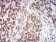 NAGR1 Primary Antibody MP31714  [M7E2D6]