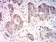 CYCS Primary Antibody MP31738[M5E6B11]