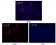 LIN28 Primary Antibody MP20271 [M6D1F9]