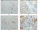 CRYAB Primary Antibody MP20182 [M1D11C6E6]