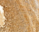 MAF6278 AHR rabbit polyclonal Primary Antibody 