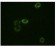 ABL2 Primary Antibody MP20125 [M1H1B11]
