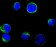 CD80 Primary Antibody MP20341 [M2A2]