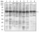 EIF2A Primary Antibody MP30599 [M3A7B11]