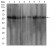 WTAP Primary Antibody MP30788 [M6B6B6]