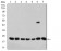 VIMP Primary Antibody MP31044 [M7F8G1]