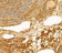 MAF6278 AHR rabbit polyclonal Primary Antibody 