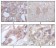 STYK1 Primary Antibody MP20168 [M2H2F10]