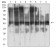 RBBP7 Primary Antibody MP31689  [M2A10C2]