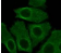 NF-kB p65 Primary Polyclonal Antibody MAF5006