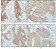 Cytokeratin 18 Primary Antibody MP20276 [M4D11E4]