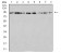 KDM1A Primary Antibody MP31034 [M3F9A3]