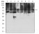 KAT7 Primary Antibody MP31672  [M1D9H9]