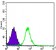 CDH2 Primary Antibody MP30042 [M5D5]