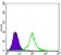 KLHL13 Primary Antibody MP30067 [M8D1]